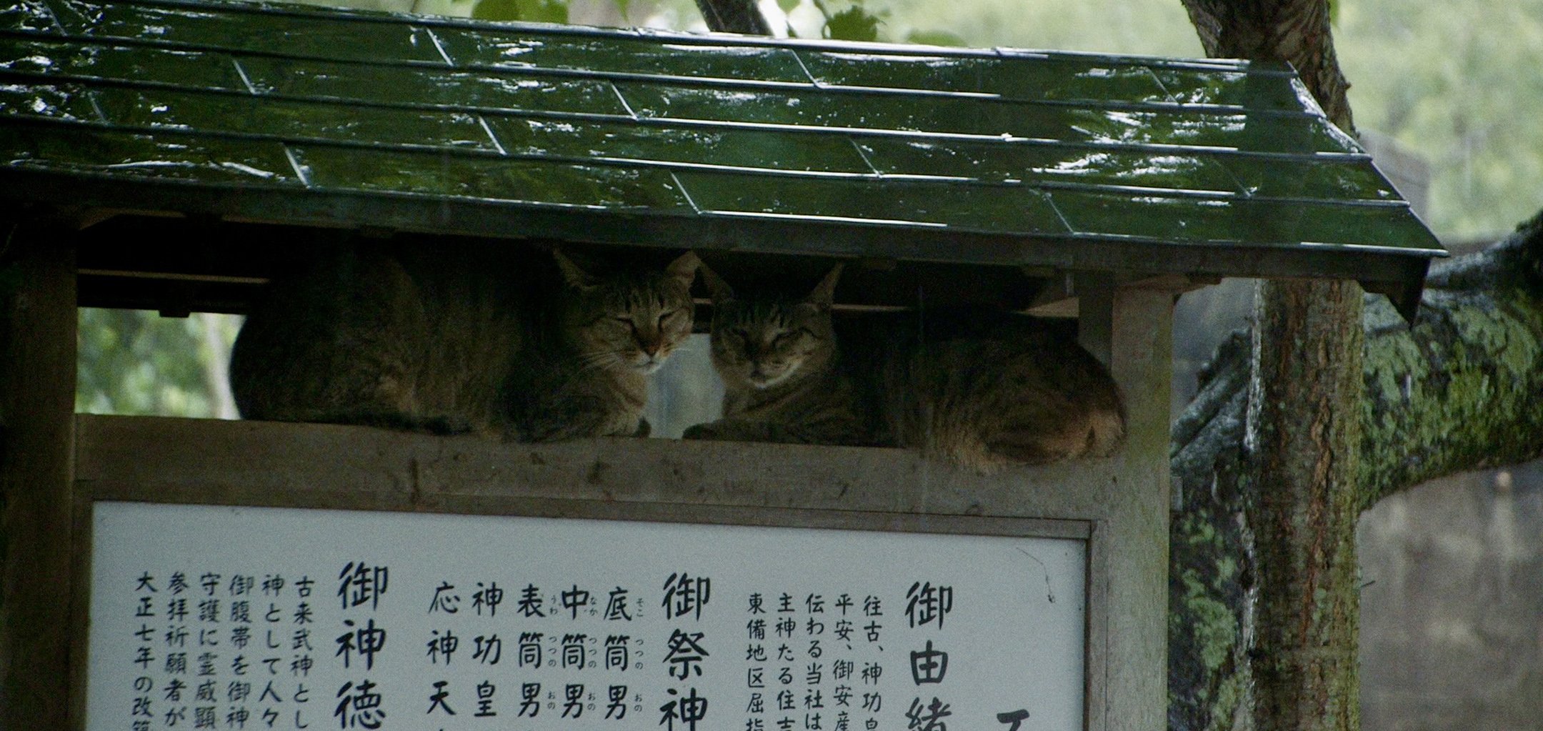 The Cats of Gokogu Shrine